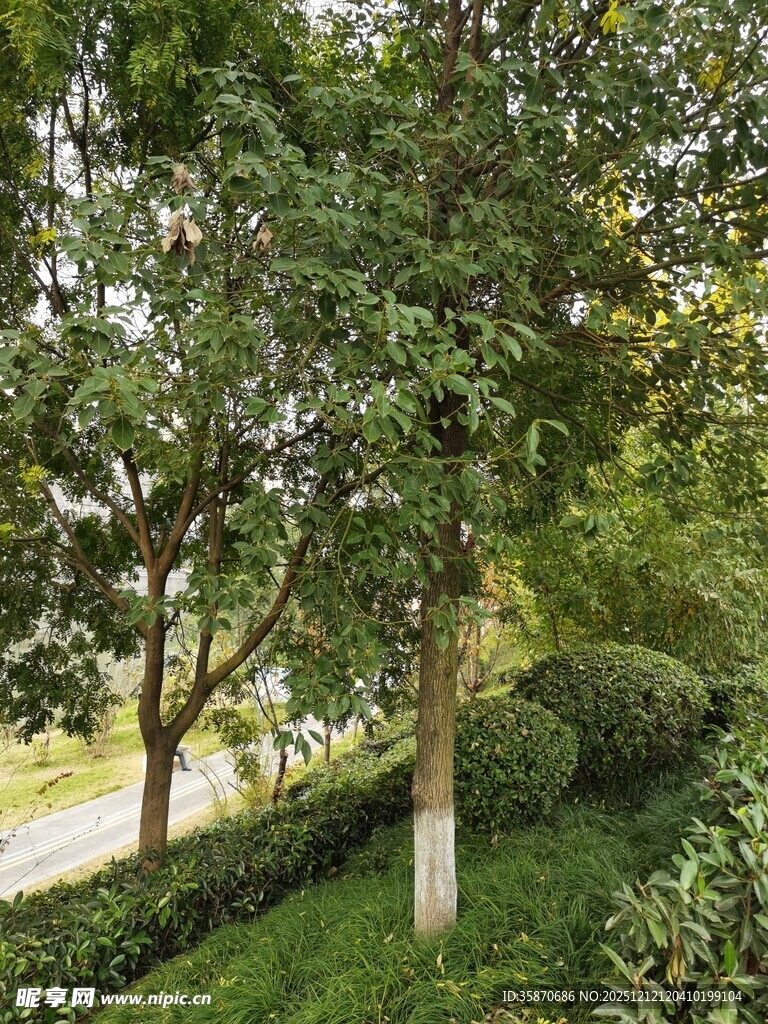 绿意盎然的园林树木景观