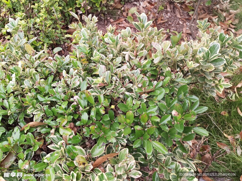 绿叶繁茂的低矮灌木丛