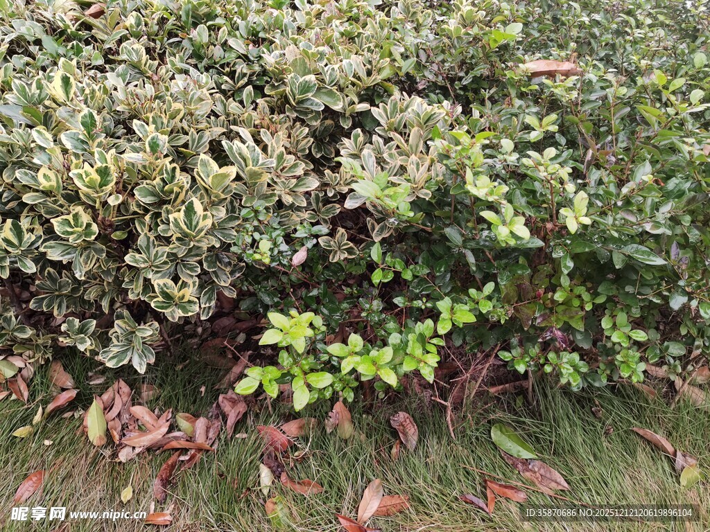 绿叶繁茂的灌木丛景观