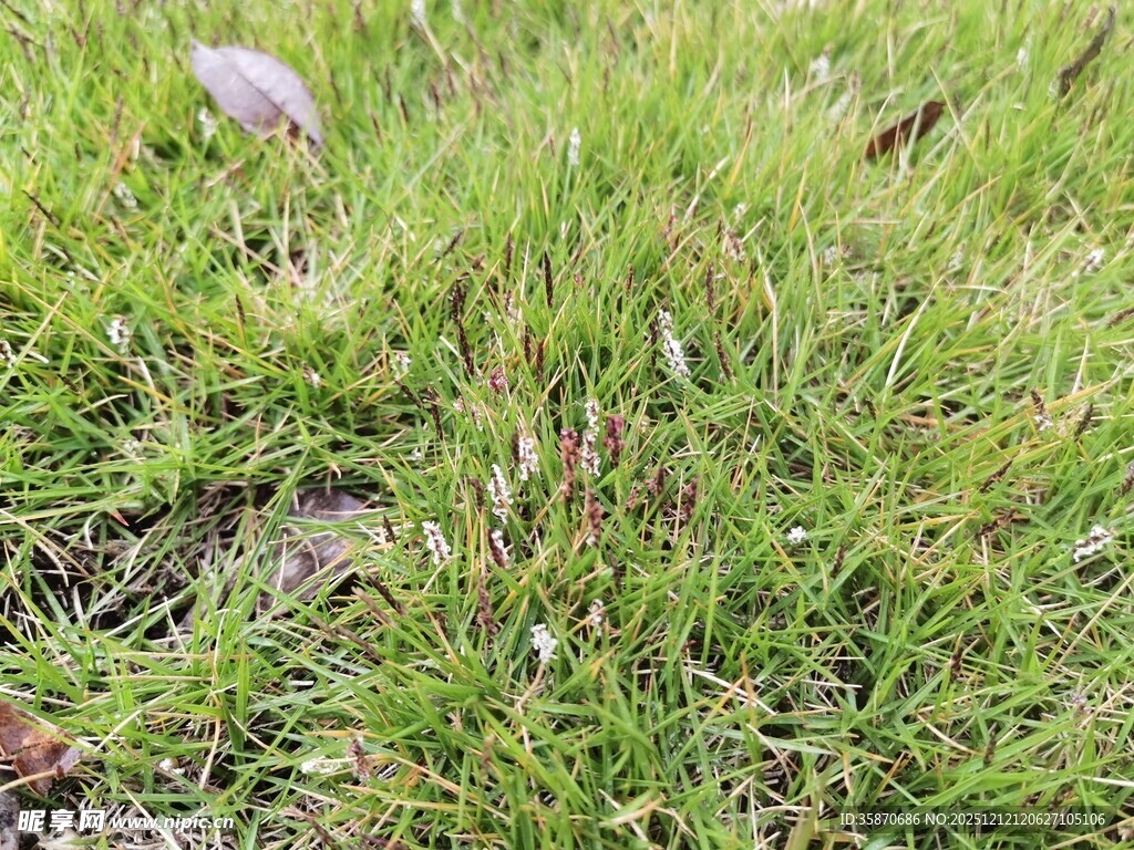 翠绿草地中的石块