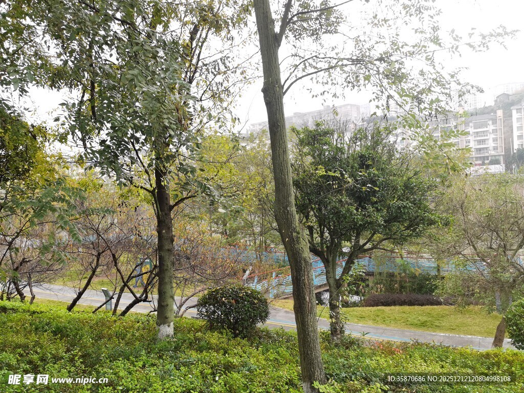 城市中的静谧绿树景观