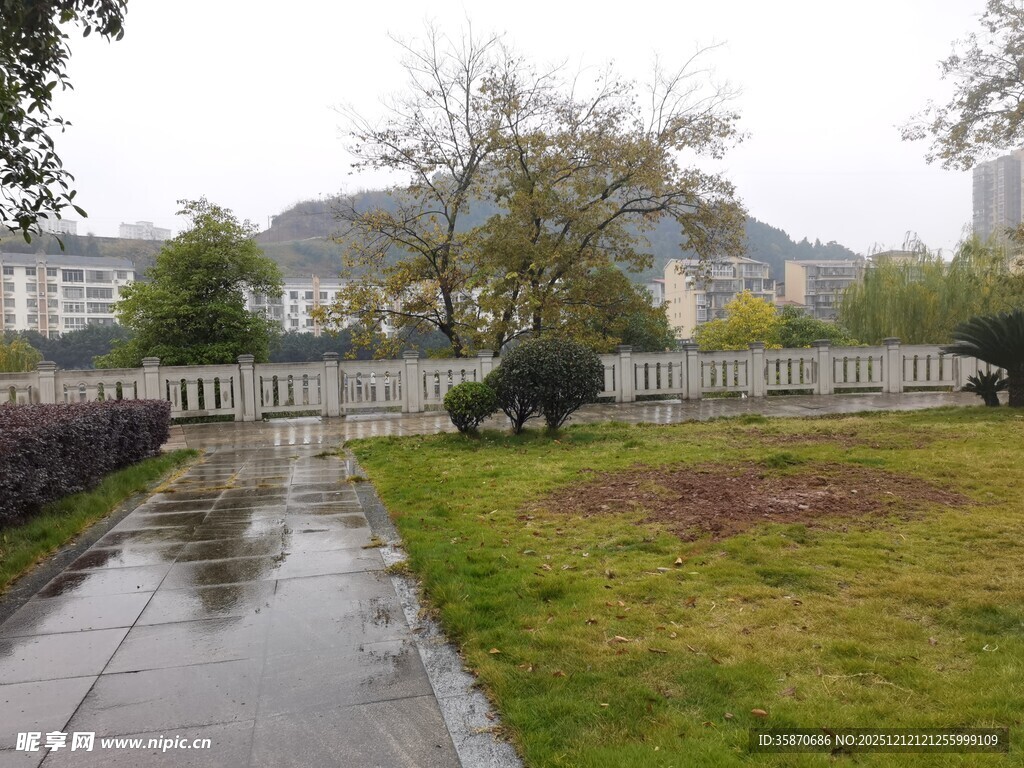 雨中草地的黑猪