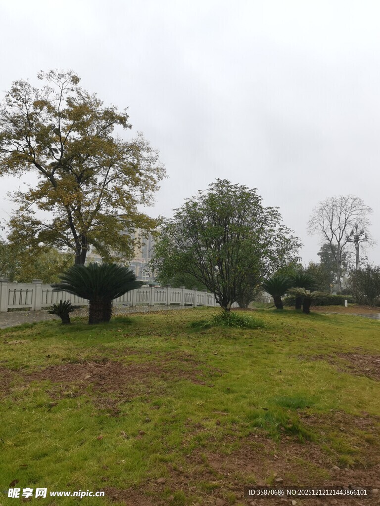 户外草坪树木风景图