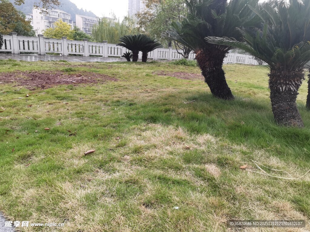 户外草地树木景观图