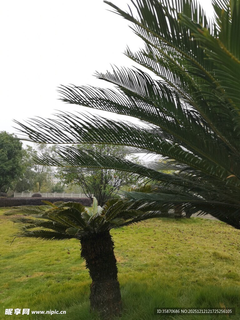 户外单株苏铁植物景观