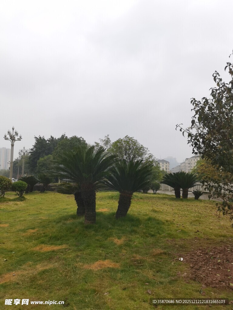 户外草地树木景观