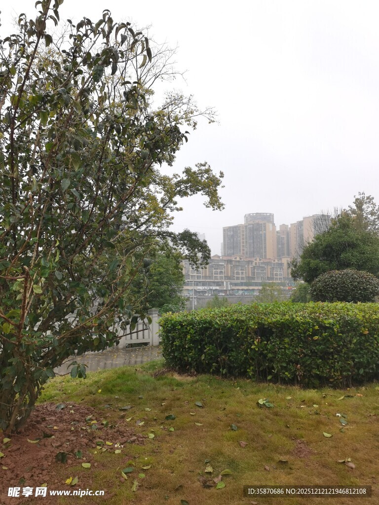 城市中的绿植景观