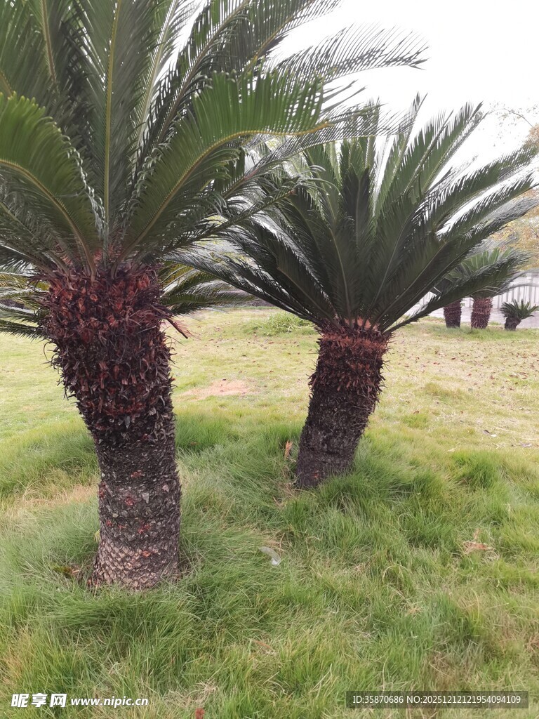 草地上的两棵苏铁树