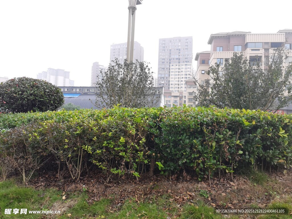 城市中的绿植灌木丛景观
