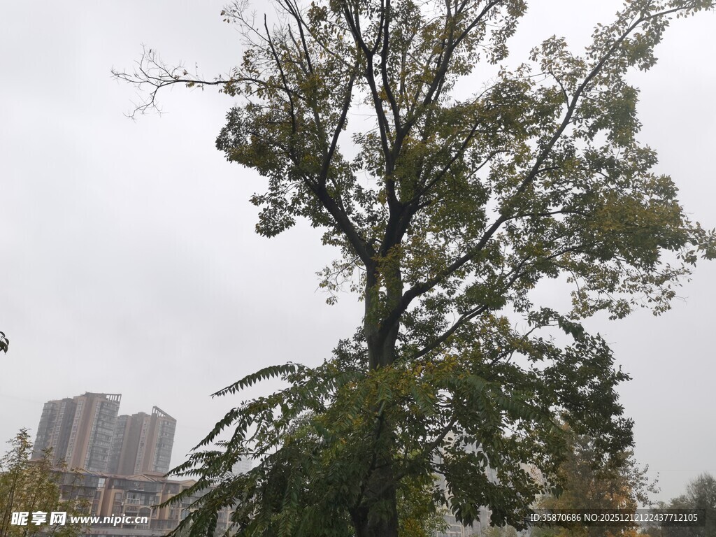 雨中孤树背景现建筑物