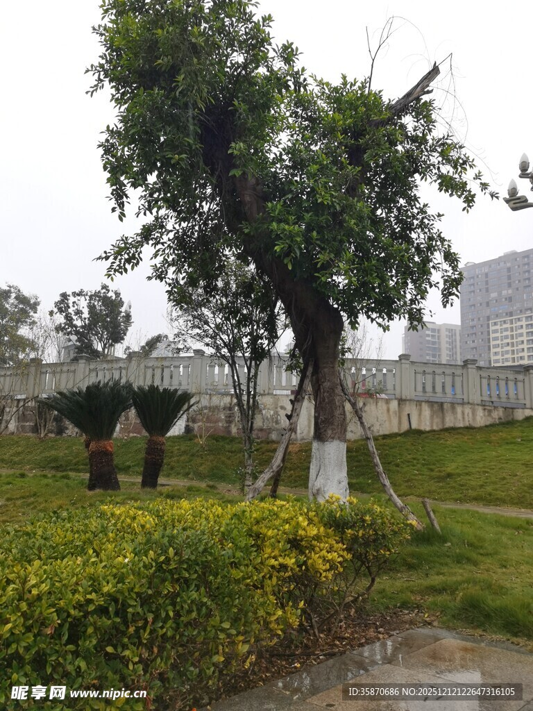 园林景观中的绿树与灌木