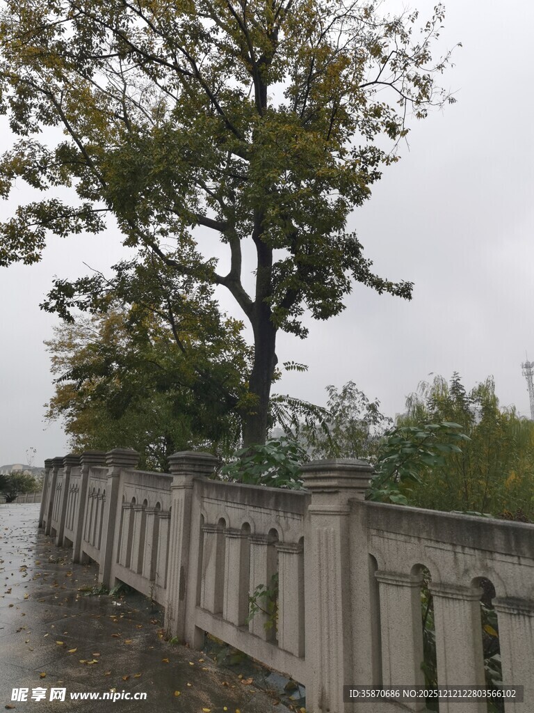 雨中围栏旁的葱郁树木