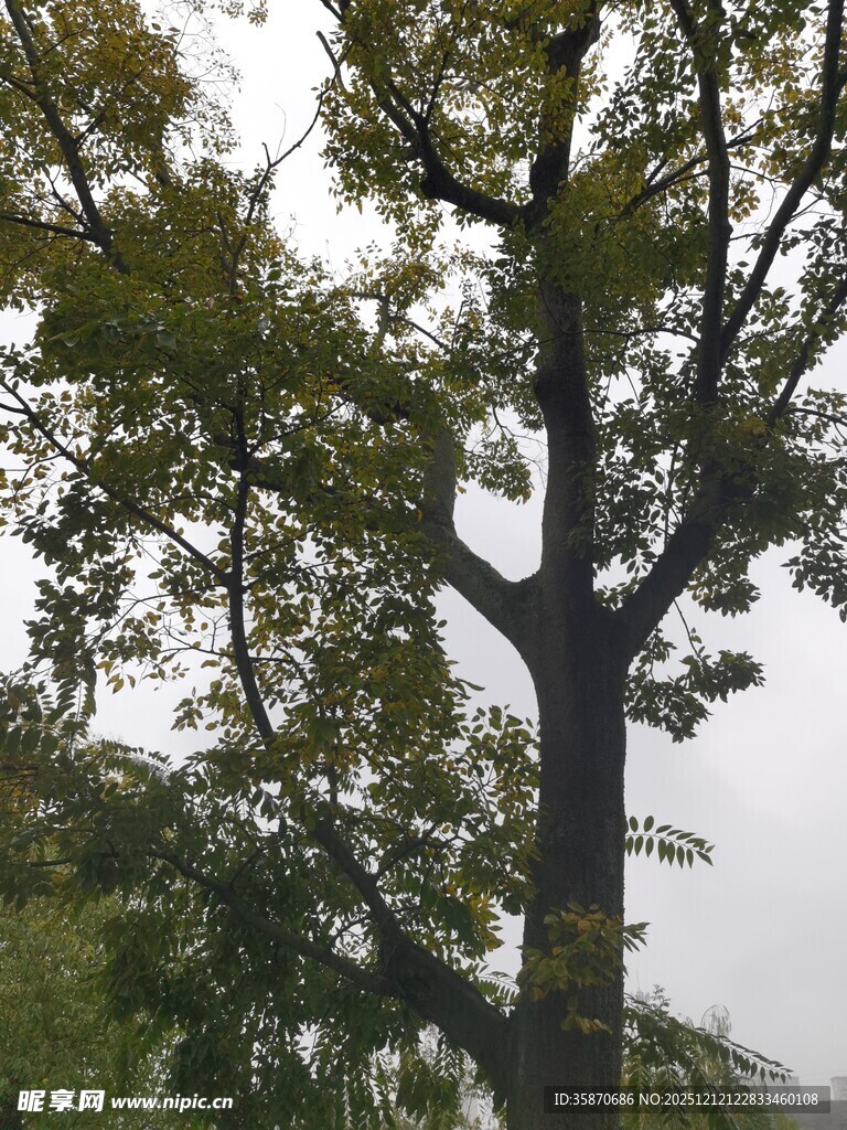 高大挺拔的树木