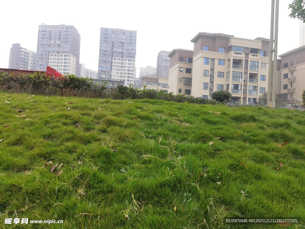 城市中葱郁的草地景观