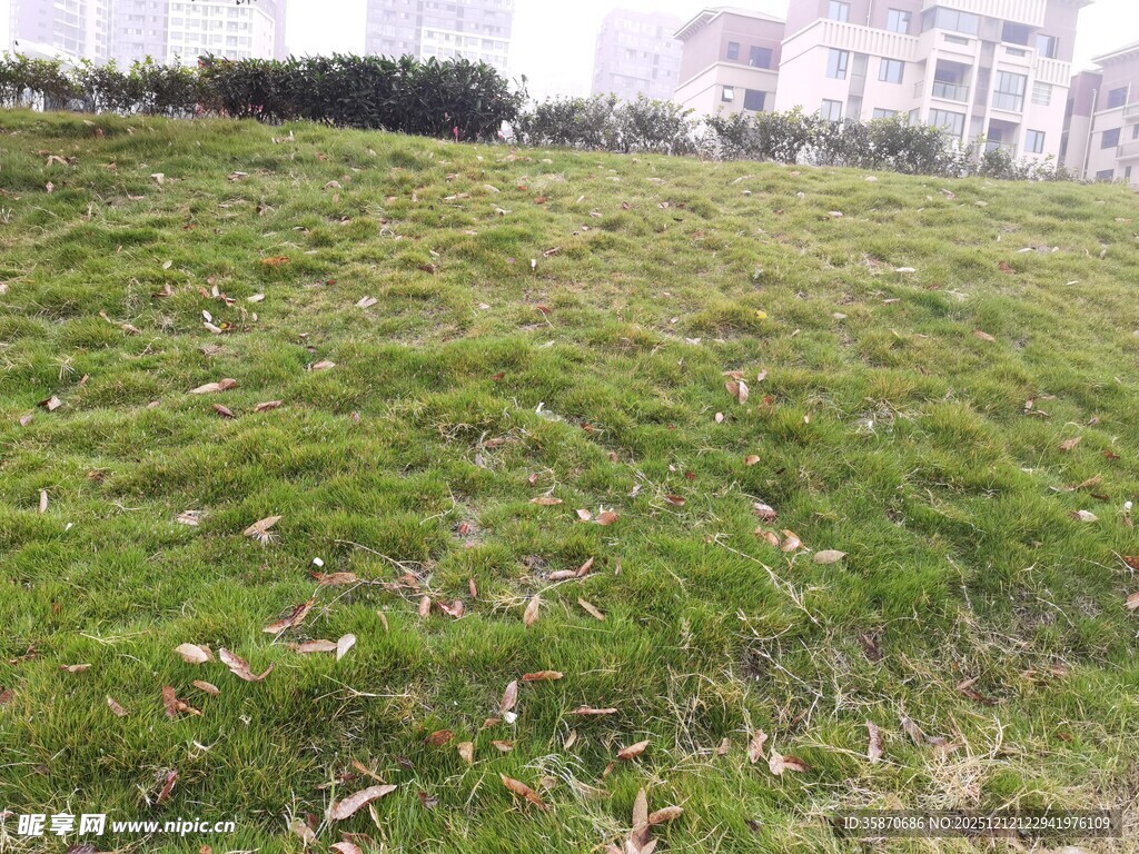 户外翠绿草地景观