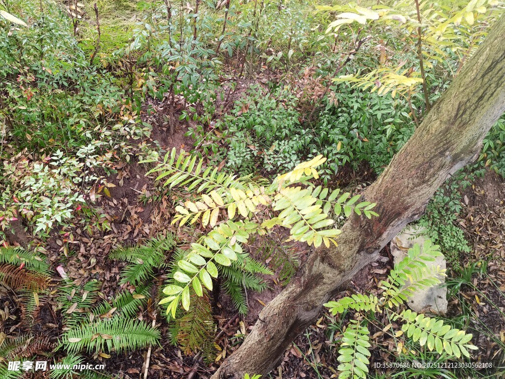 森林中的蕨类植物与枯木