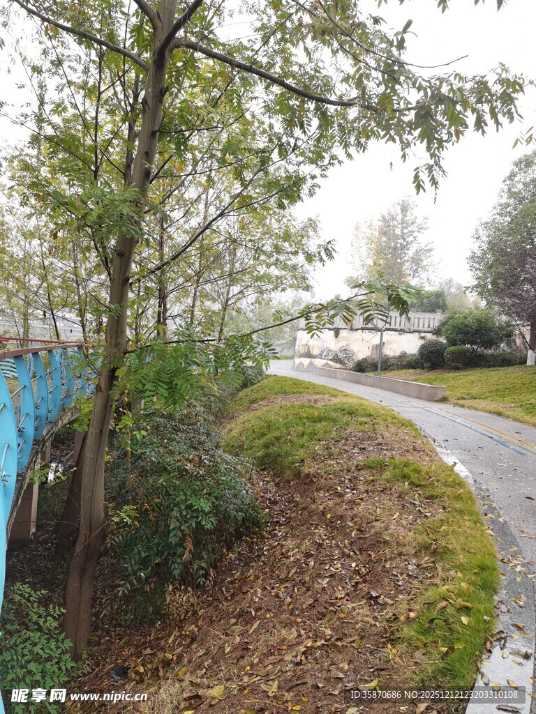 林间蜿蜒小路的自然景致