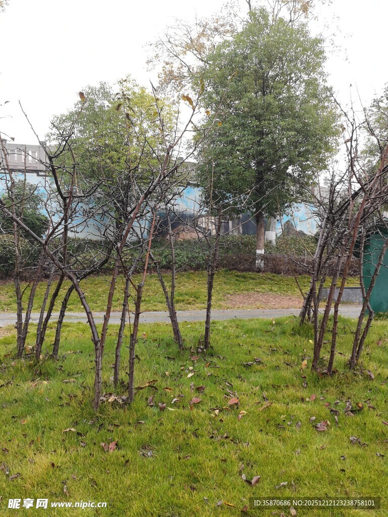 户外草地旁的简易木架结构