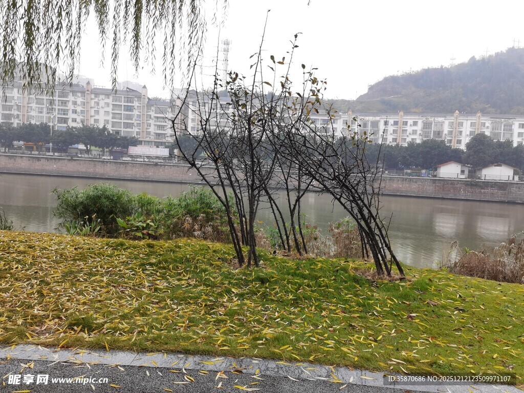 河畔垂柳与远处建筑景观