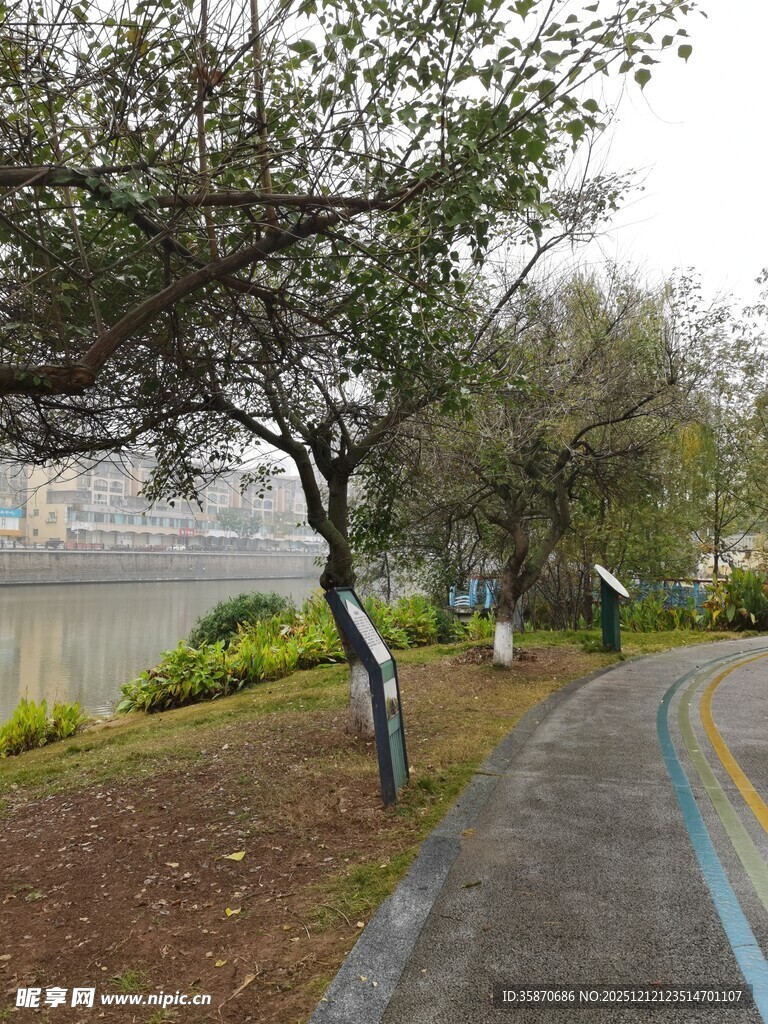 湖边林荫道的静谧景致