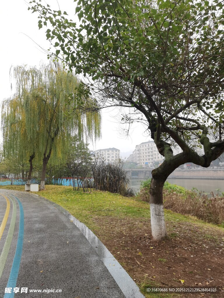 路边绿树成荫的景致