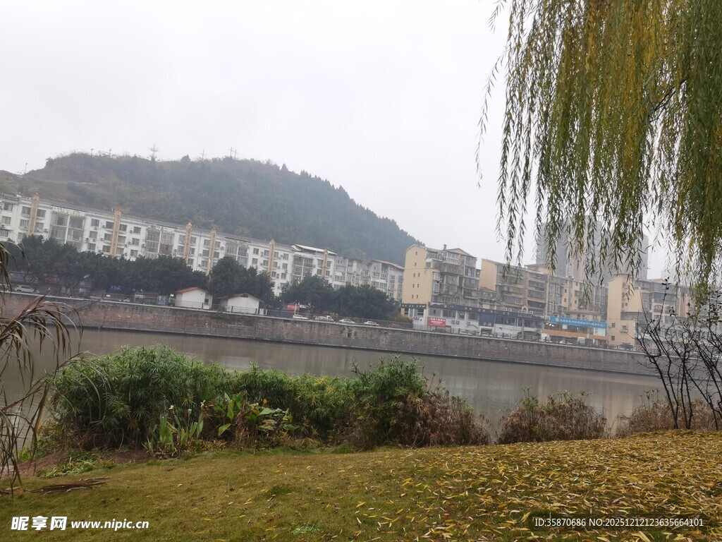 河畔垂柳与远处建筑景观