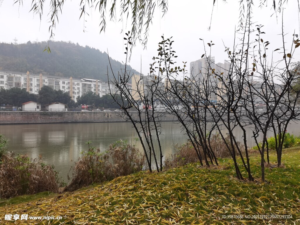 湖畔柳影静谧自然景致