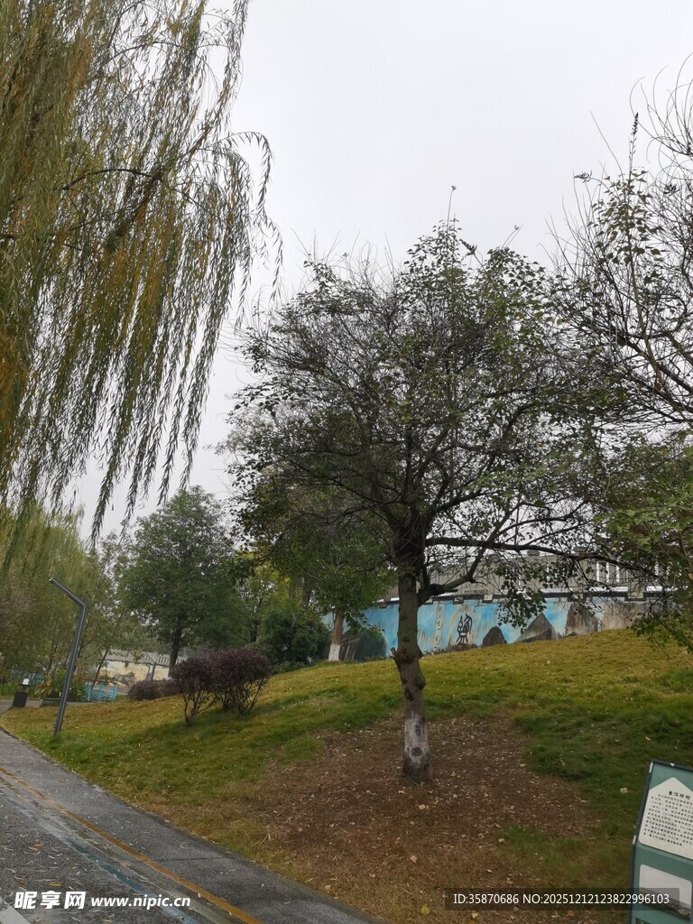 路边垂柳与绿树景观