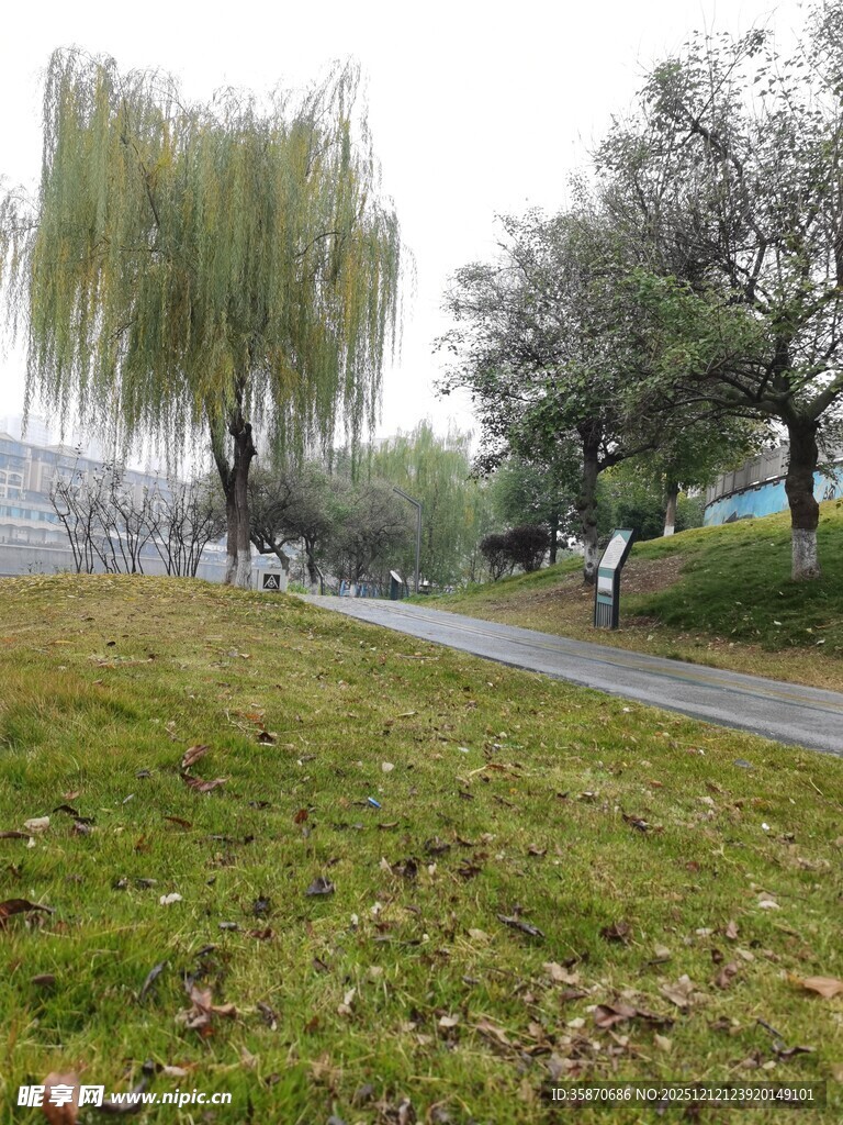 公园草地旁的垂柳与行人