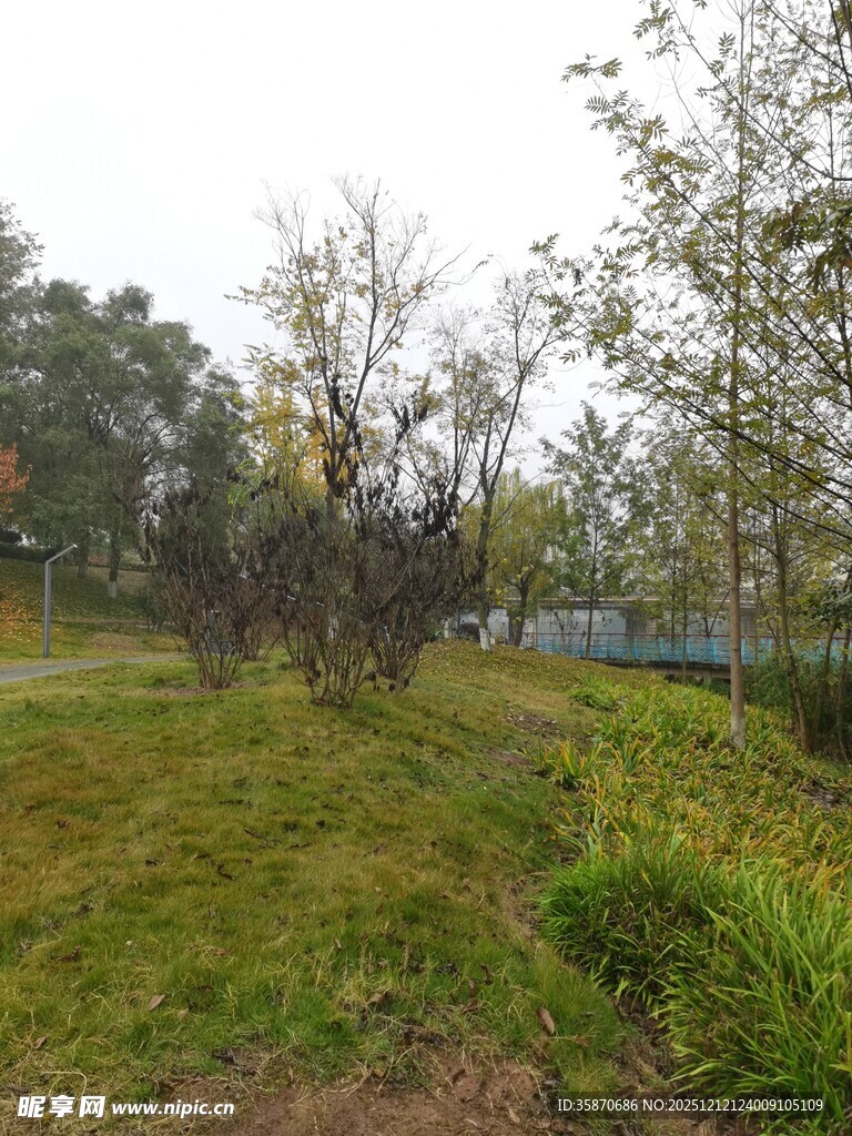 户外草地树林自然景致