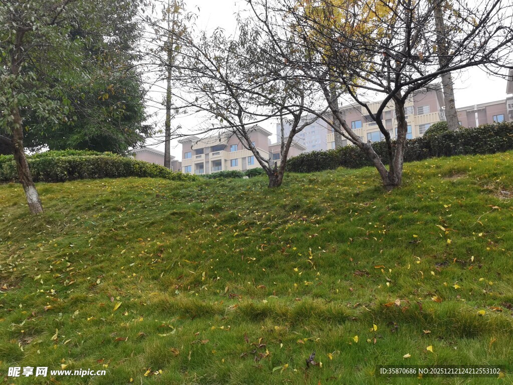 户外草地与树木景观