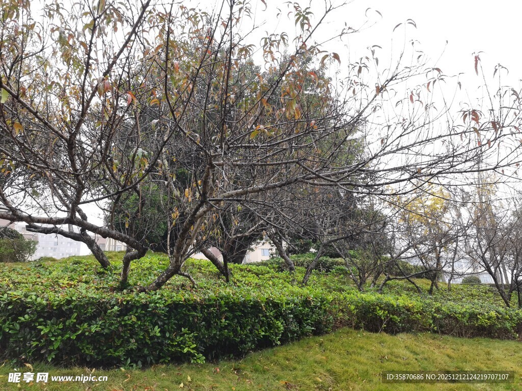 园林景观中的树木与绿植