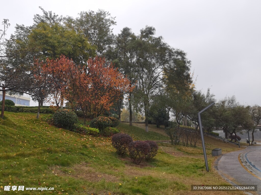 秋日路边多彩树木景观