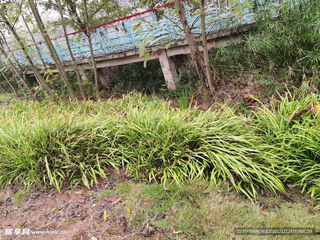 户外繁茂绿植景观