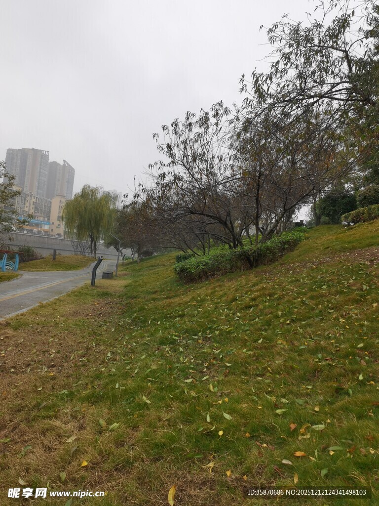 雨中城郊草地与树木景观