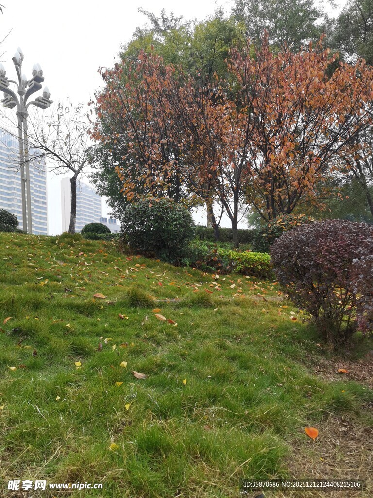 秋日公园草地树木景致