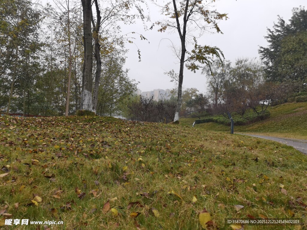 秋日草地旁的树木景致