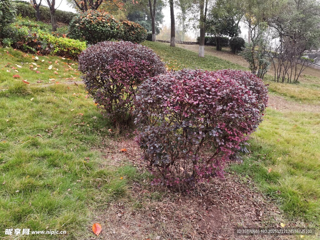 紫叶灌木装点翠绿草坪