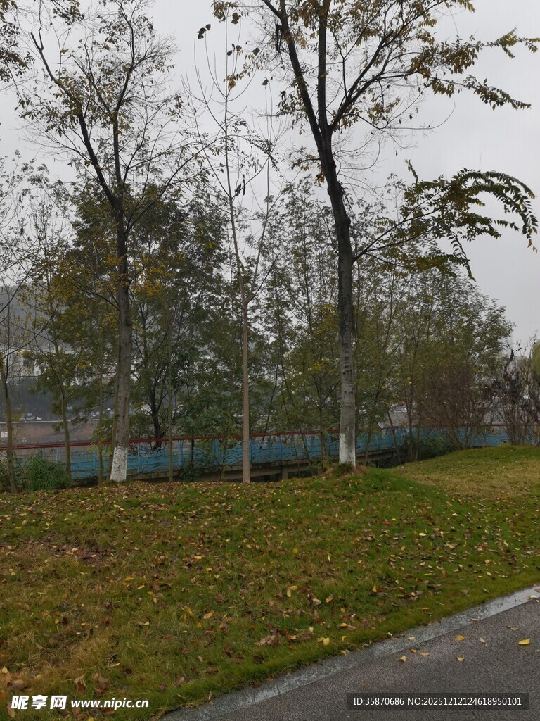 秋日公园草地与树木景观