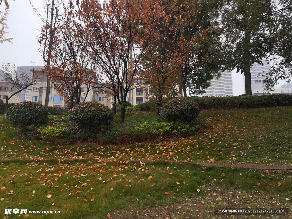 秋日公园落叶景致