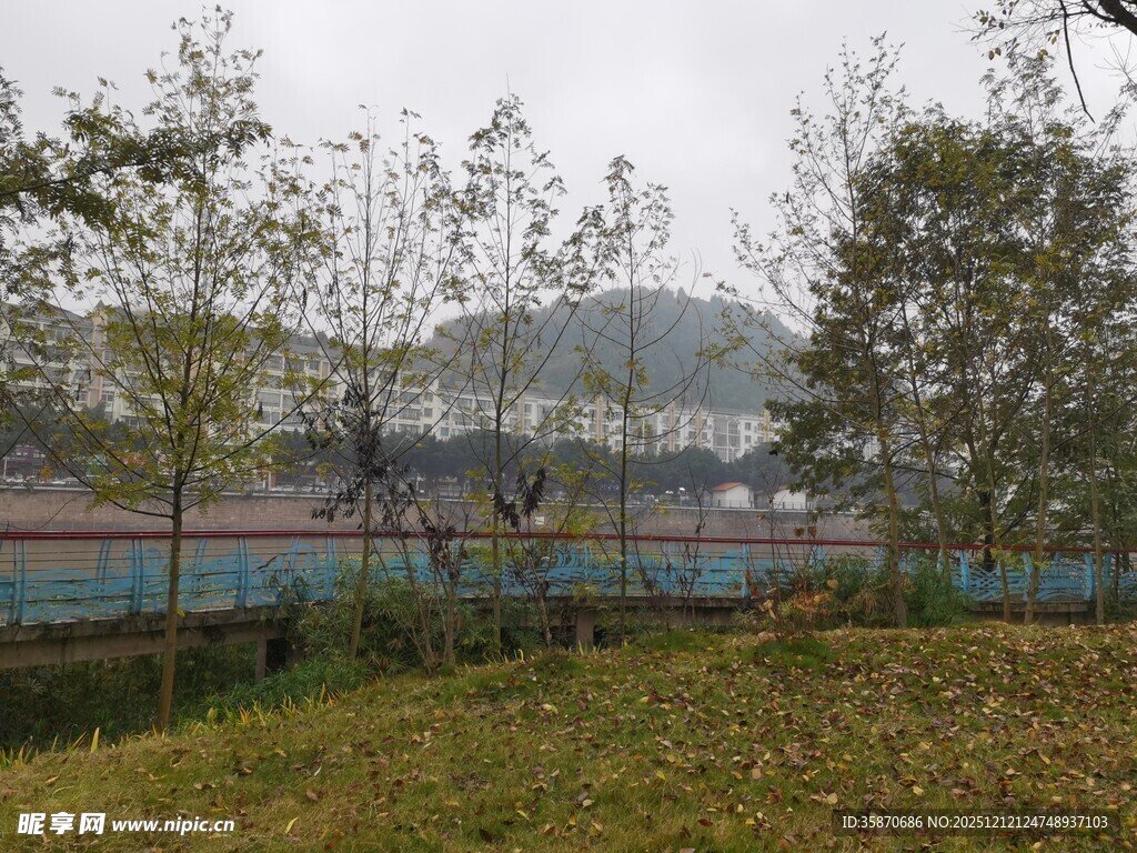 户外草地旁的树木与远景