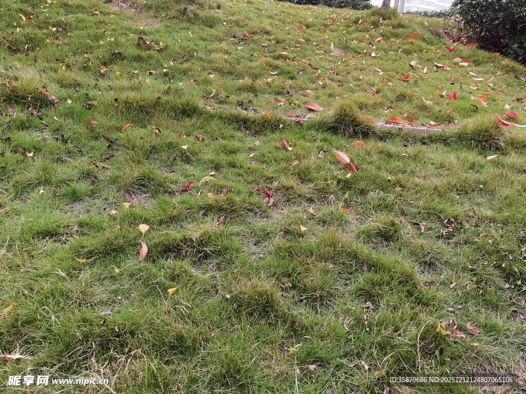 翠绿草地生机盎然