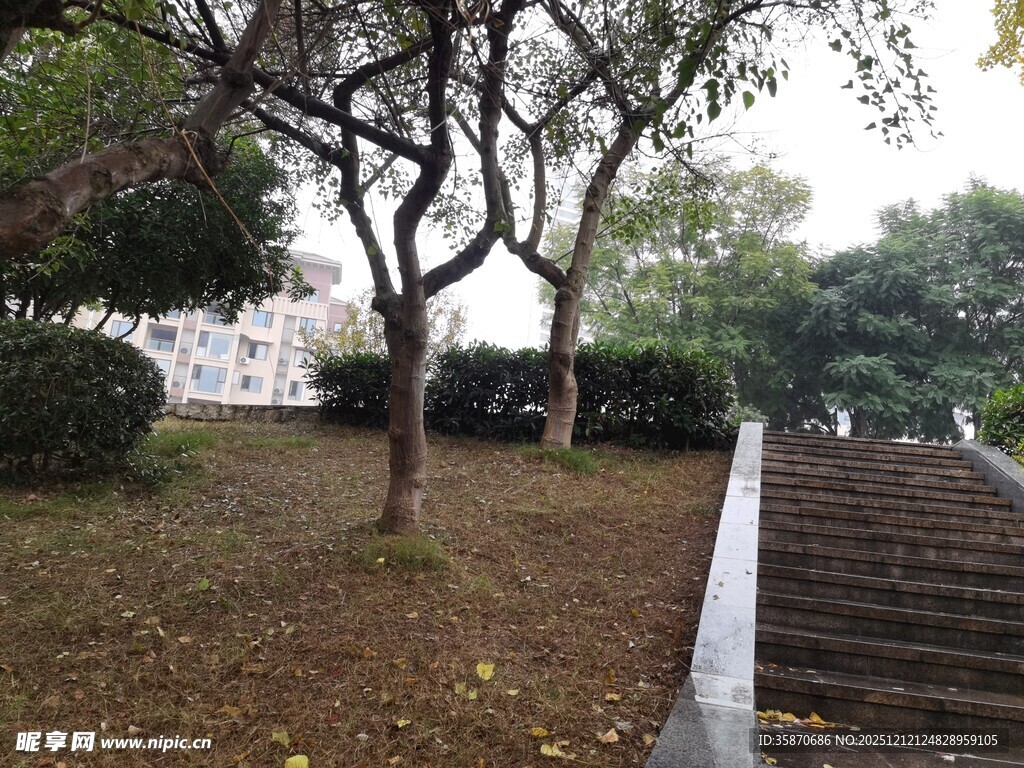 公园林间小径与树木