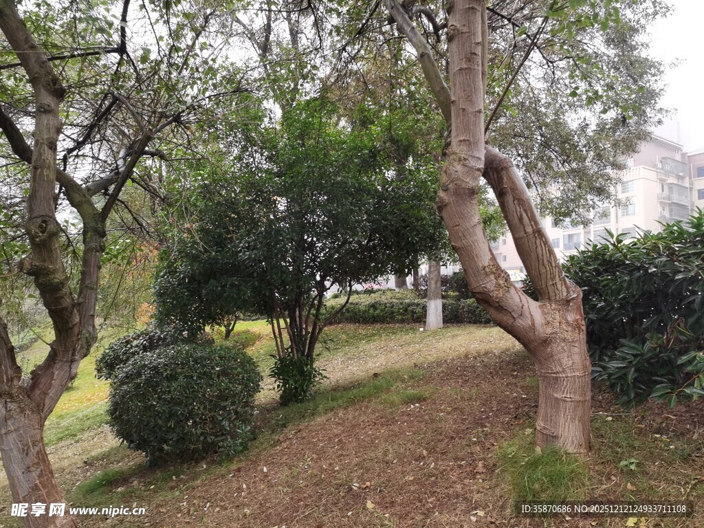 园林小径旁的弯曲树木