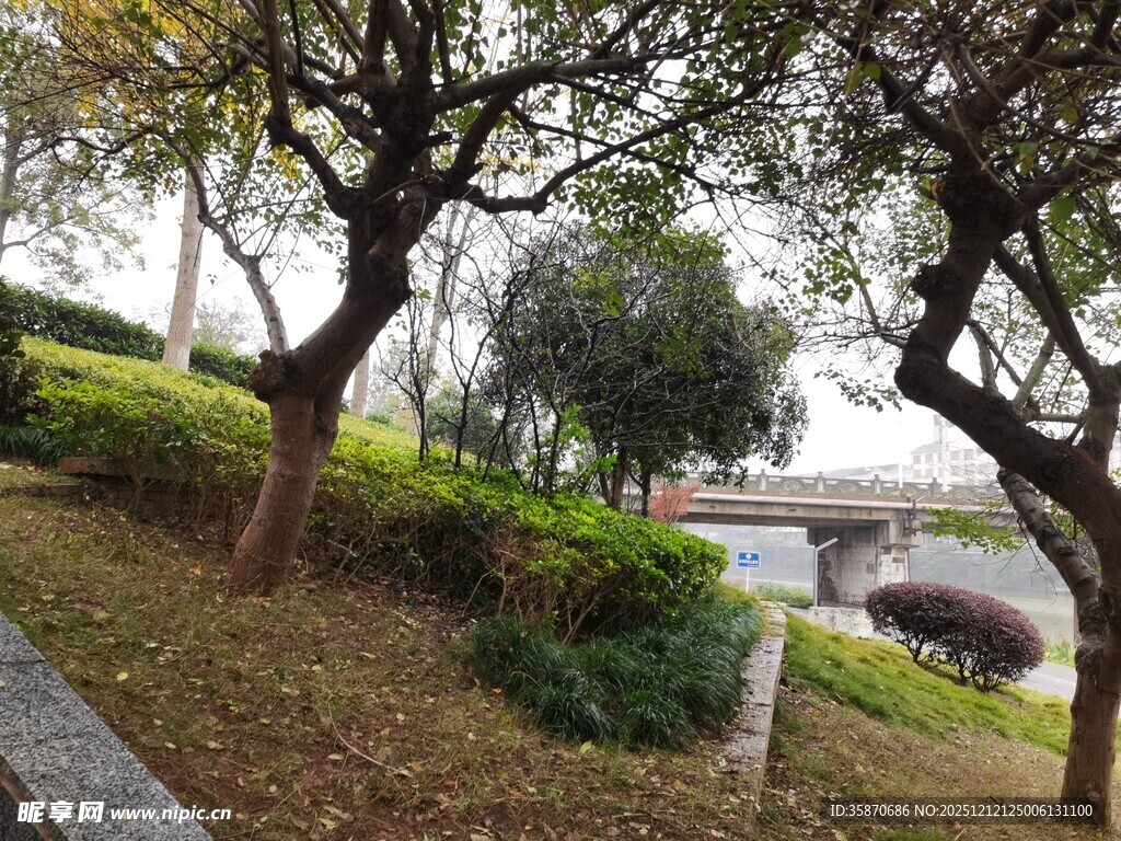 城市公园中的树木景观