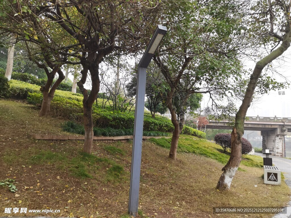 公园内的树木与路灯景观