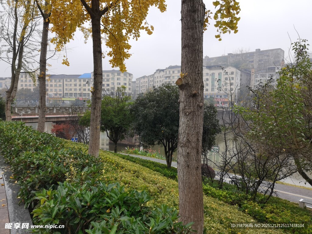 秋日城市路边的绿植景观