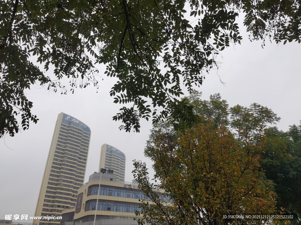 城市高楼与繁茂树木景观