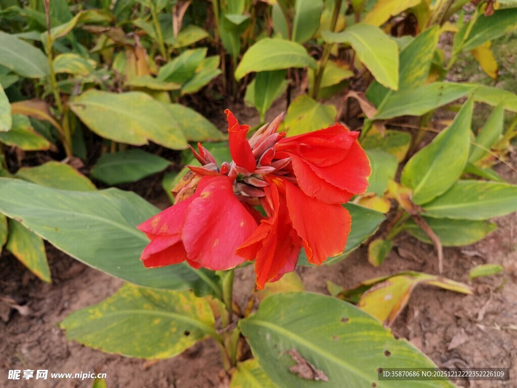 娇艳红花朵与绿叶相伴