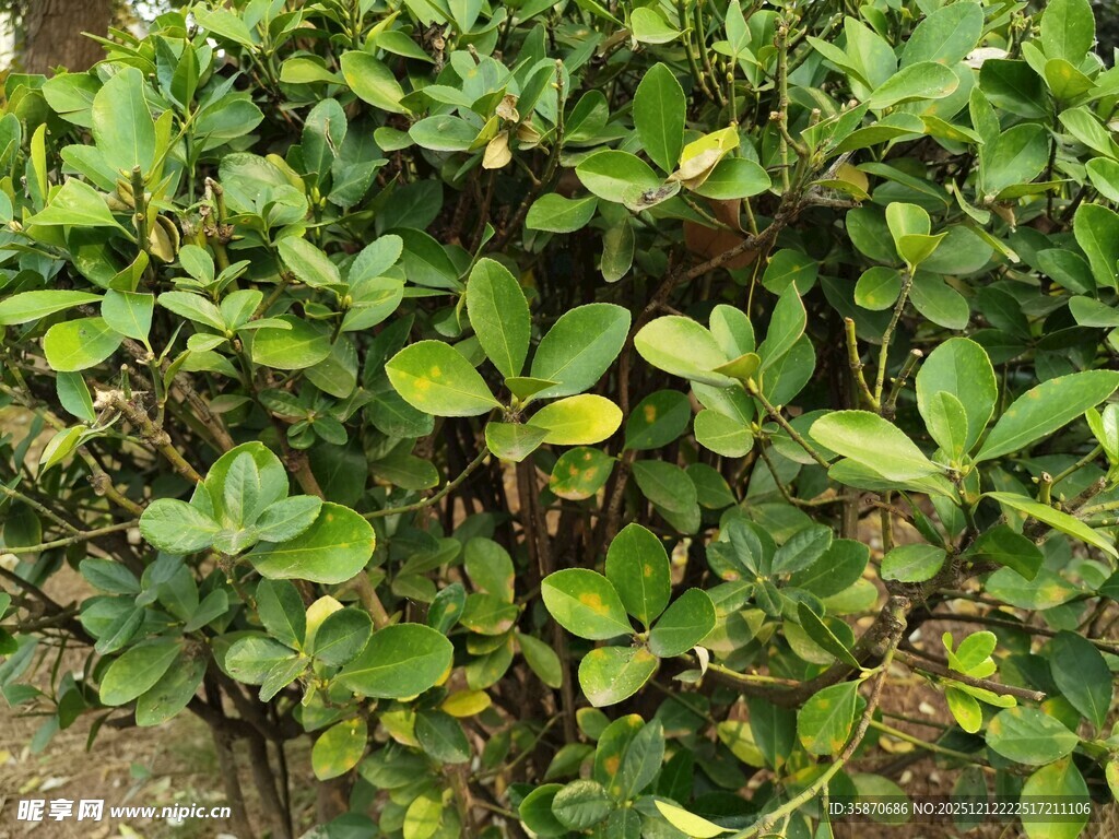 翠绿繁茂的低矮灌木丛